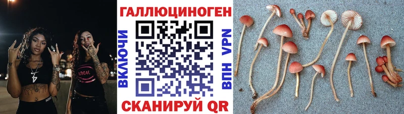 Галлюциногенные грибы Psilocybe  Петропавловск-Камчатский 